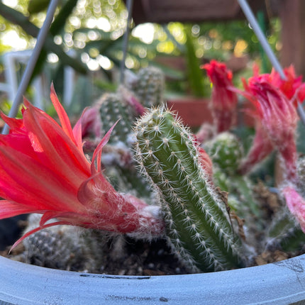 Chamaecereus silvestrii (Echinopsis chama) Peanut cactus in 6" pot, Live plant
