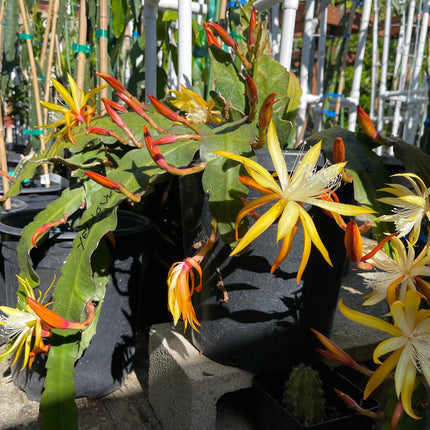 Queen of the night epiphyllum (yellow) cutting 10-12"