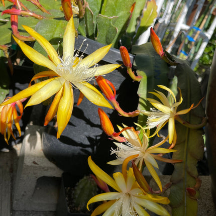 Queen of the night epiphyllum (yellow) cutting 10-12"