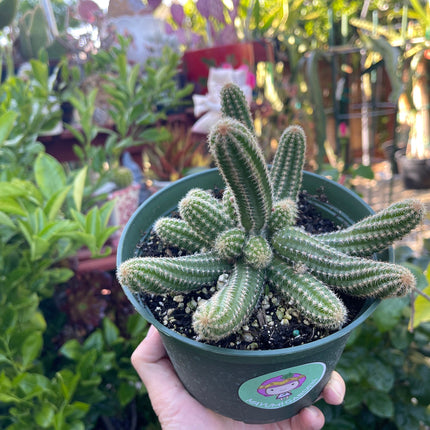 Chamaecereus silvestrii (Echinopsis chama) Peanut cactus in 6" pot, Live plant