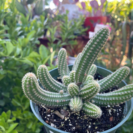 Chamaecereus silvestrii (Echinopsis chama) Peanut cactus in 6" pot, Live plant