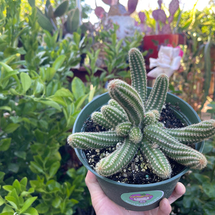 Chamaecereus silvestrii (Echinopsis chama) Peanut cactus in 6" pot, Live plant