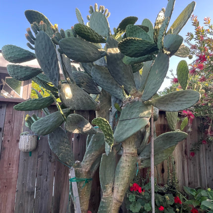 Opuntia ficus indica prickly pear cactus, Spineless/Barbary Fig, pad cutting