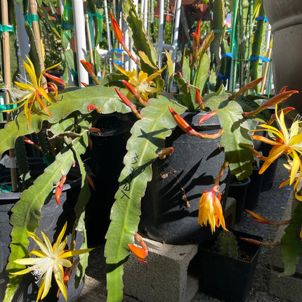 Queen of the night epiphyllum (yellow) cutting 10-12"