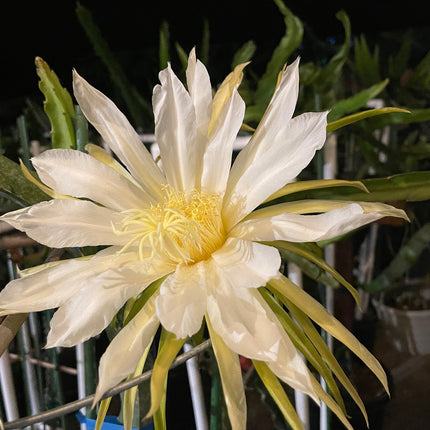 Connie Gee (Don Burnett hybrid)  dragon fruit cuttings (12" or longer)