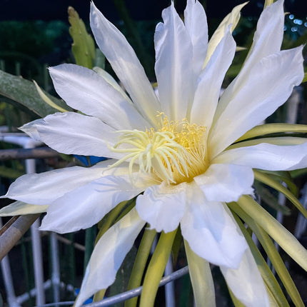 Connie Gee (Don Burnett hybrid)  dragon fruit cuttings (12" or longer)