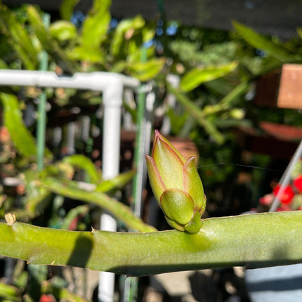 Connie Gee (Don Burnett hybrid)  dragon fruit cuttings (12" or longer)