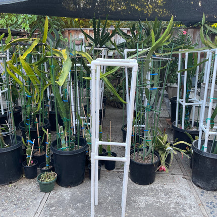 Dragon fruit PVC (Schedule 40) Trellis (54" tall) Long Lasting Light Weight Trellis