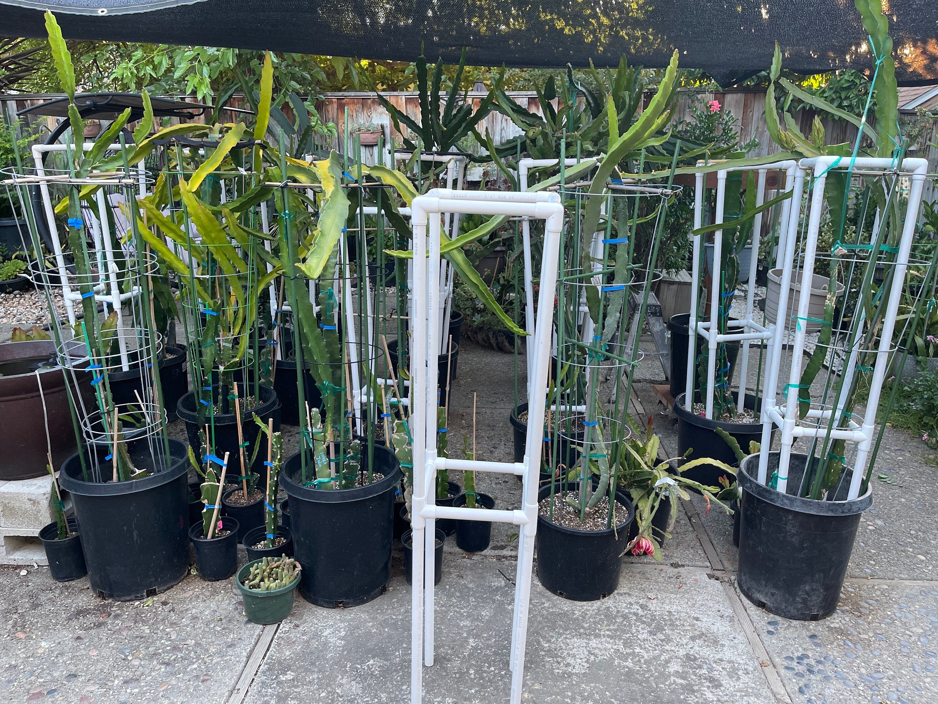 trellis fruit plants Dragon fruit PVC (Schedule 40) Trellis (54" tall) Long Lasting Light W – Mayumi Garden