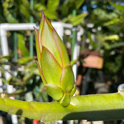 Connie Gee (Don Burnett hybrid)  dragon fruit cuttings (12" or longer)