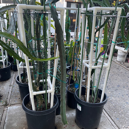 Dragon fruit PVC (Schedule 40) Trellis (54" tall) Long Lasting Light Weight Trellis