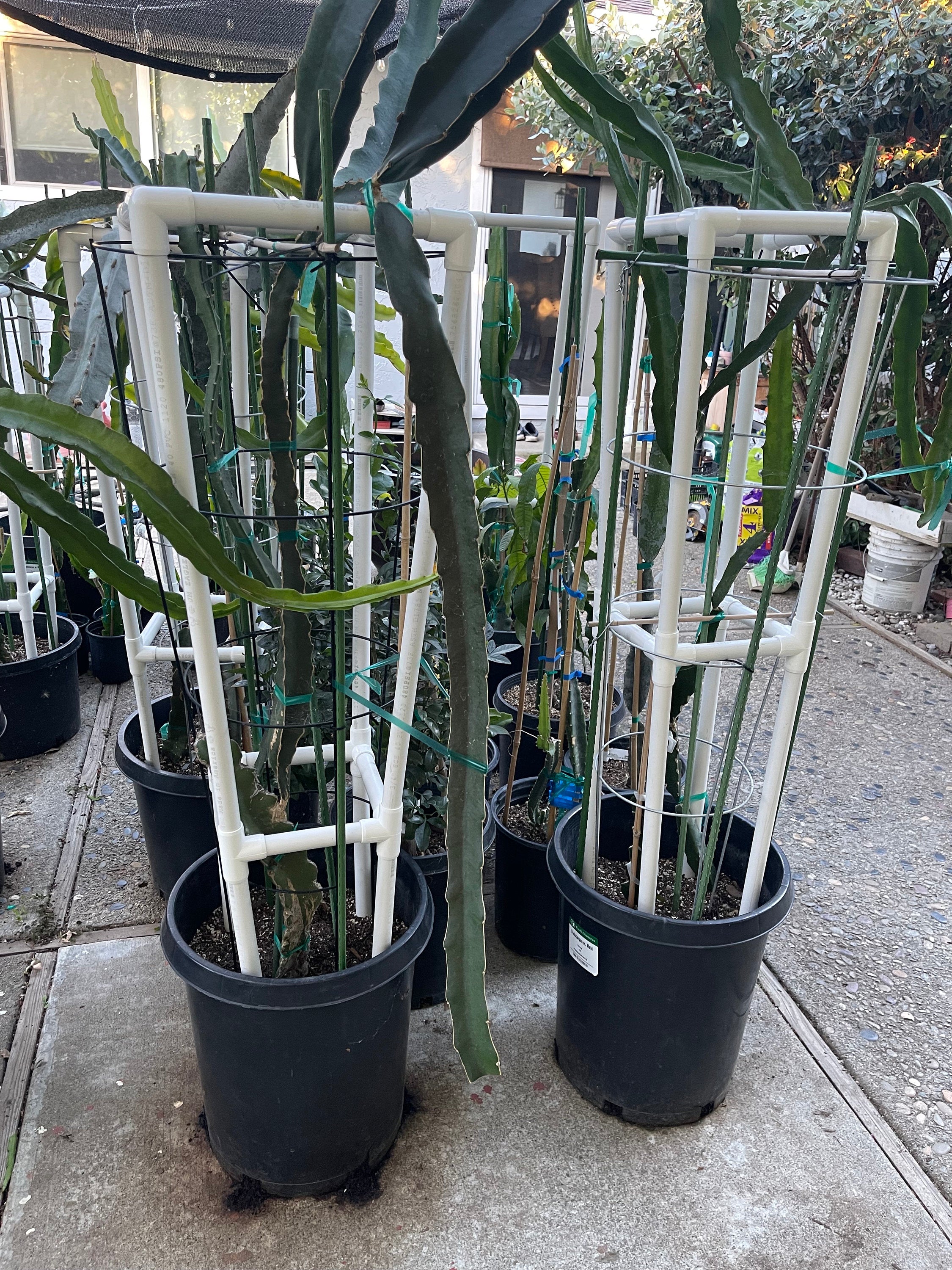 trellis fruit plants Dragon fruit PVC (Schedule 40) Trellis (54" tall) Long Lasting Light Weight Trellis