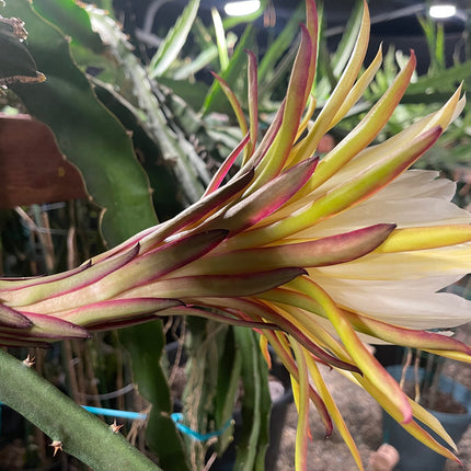 El Grullo Dragon Fruit cuttings 12"