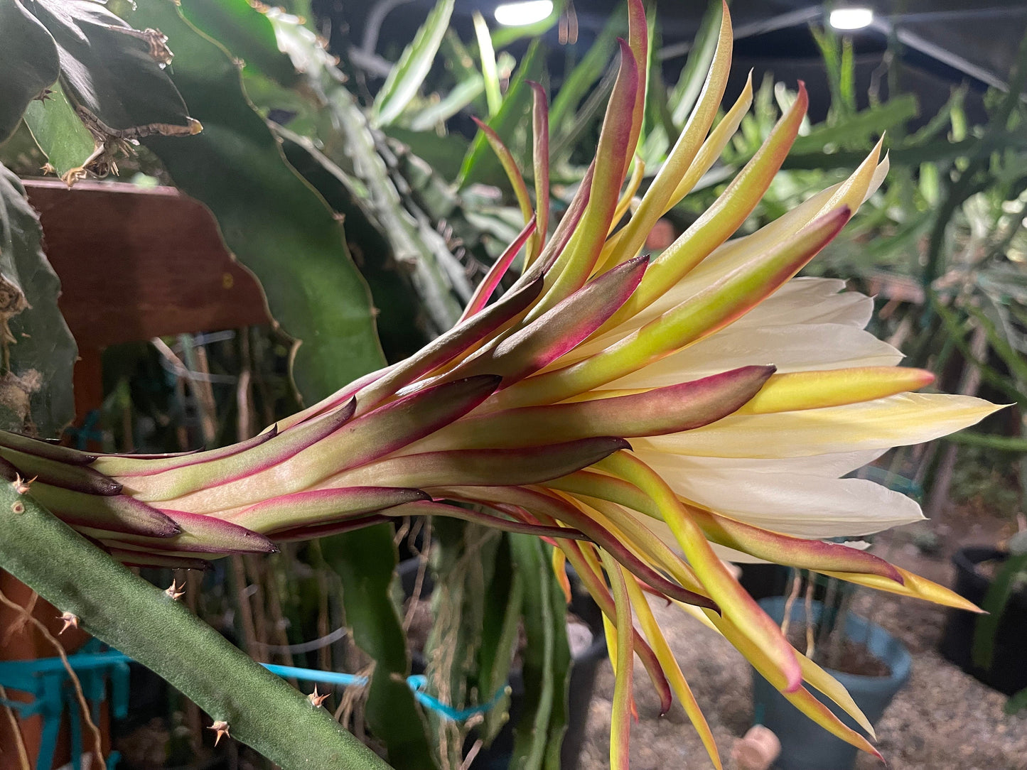El Grullo Dragon Fruit cuttings 12"
