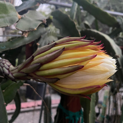 El Grullo Dragon Fruit cuttings 12"