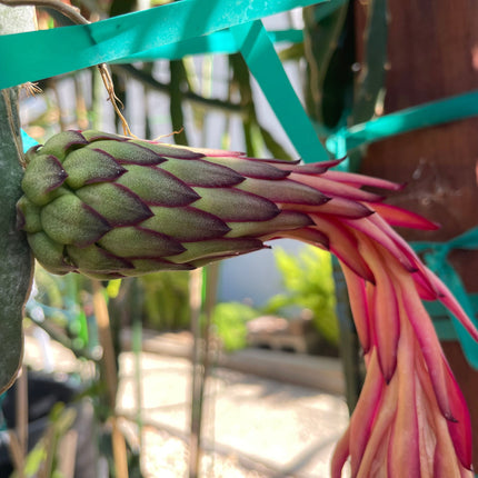 El Grullo Dragon Fruit cuttings 12"