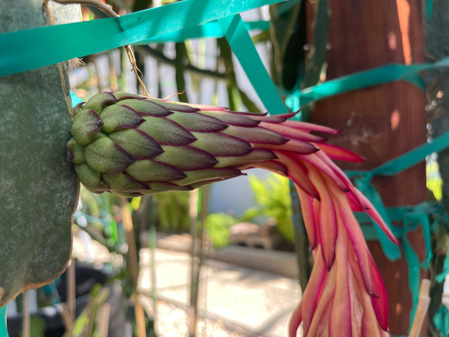 El Grullo Dragon Fruit cuttings 12"