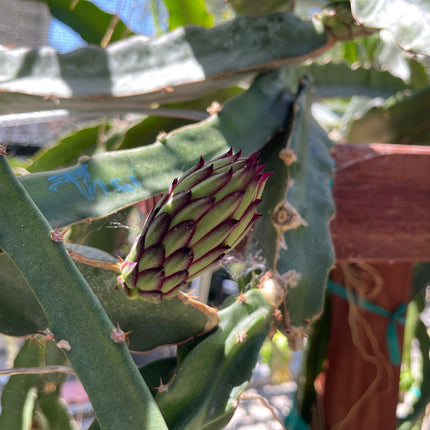 El Grullo Dragon Fruit cuttings 12"