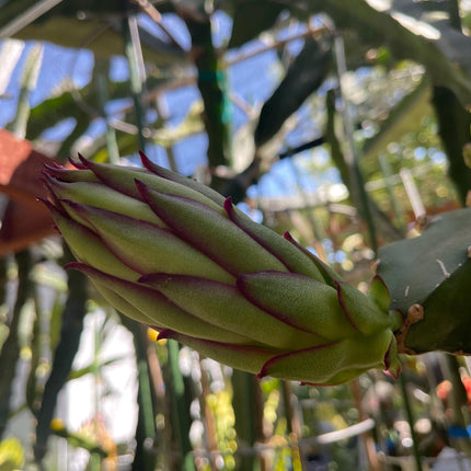 Asunta 5 Starburst Dragon Fruit live cuttings (TLM)