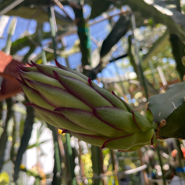 Asunta 5 Starburst Dragon Fruit live cuttings (TLM)