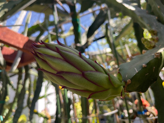 Asunta 5 Starburst Dragon Fruit live cuttings (TLM)