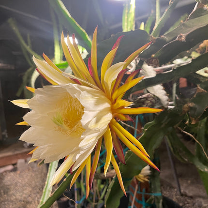 El Grullo Dragon Fruit cuttings 12"