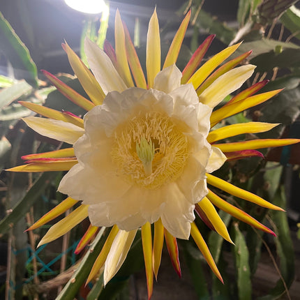 El Grullo Dragon Fruit cuttings 12"