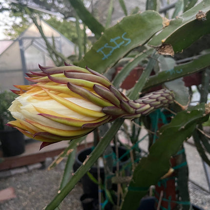 El Grullo Dragon Fruit cuttings 12"