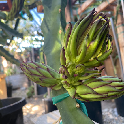 Asunta 5 Starburst Dragon Fruit live cuttings (TLM)