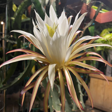 Asunta 5 Starburst Dragon Fruit live cuttings (TLM)