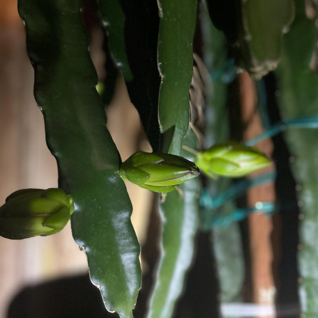 White Saphire Dragon Fruit live cutting and rooted plants