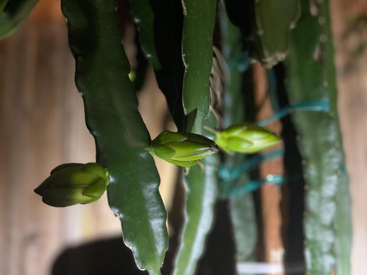 White Saphire Dragon Fruit live cutting 12"