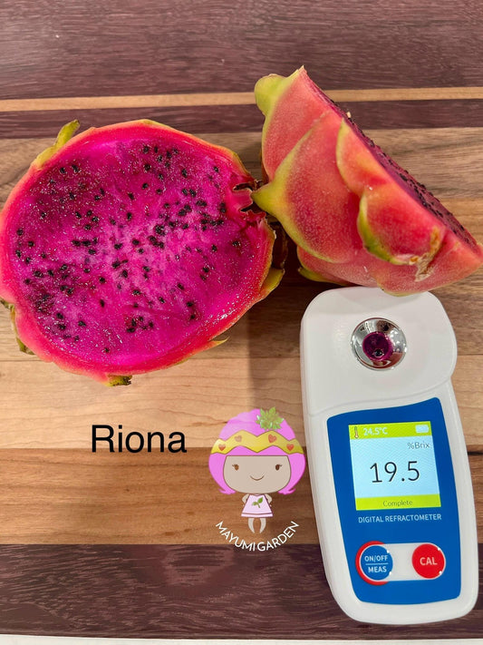Riona (Don Burnett ‘s hybrid) grafted dragon fruit live plant (35-40” tall)