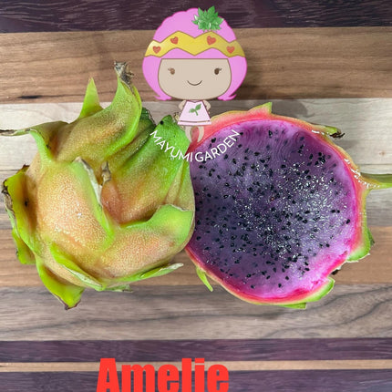 Amelie (Don Burnett ‘s hybrid) grafted dragon fruit live plant