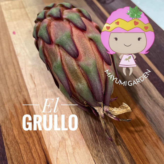 El Grullo Dragon Fruit cuttings 12"