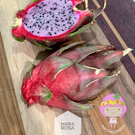 Maria Rosa dragon fruit cutting (12”)