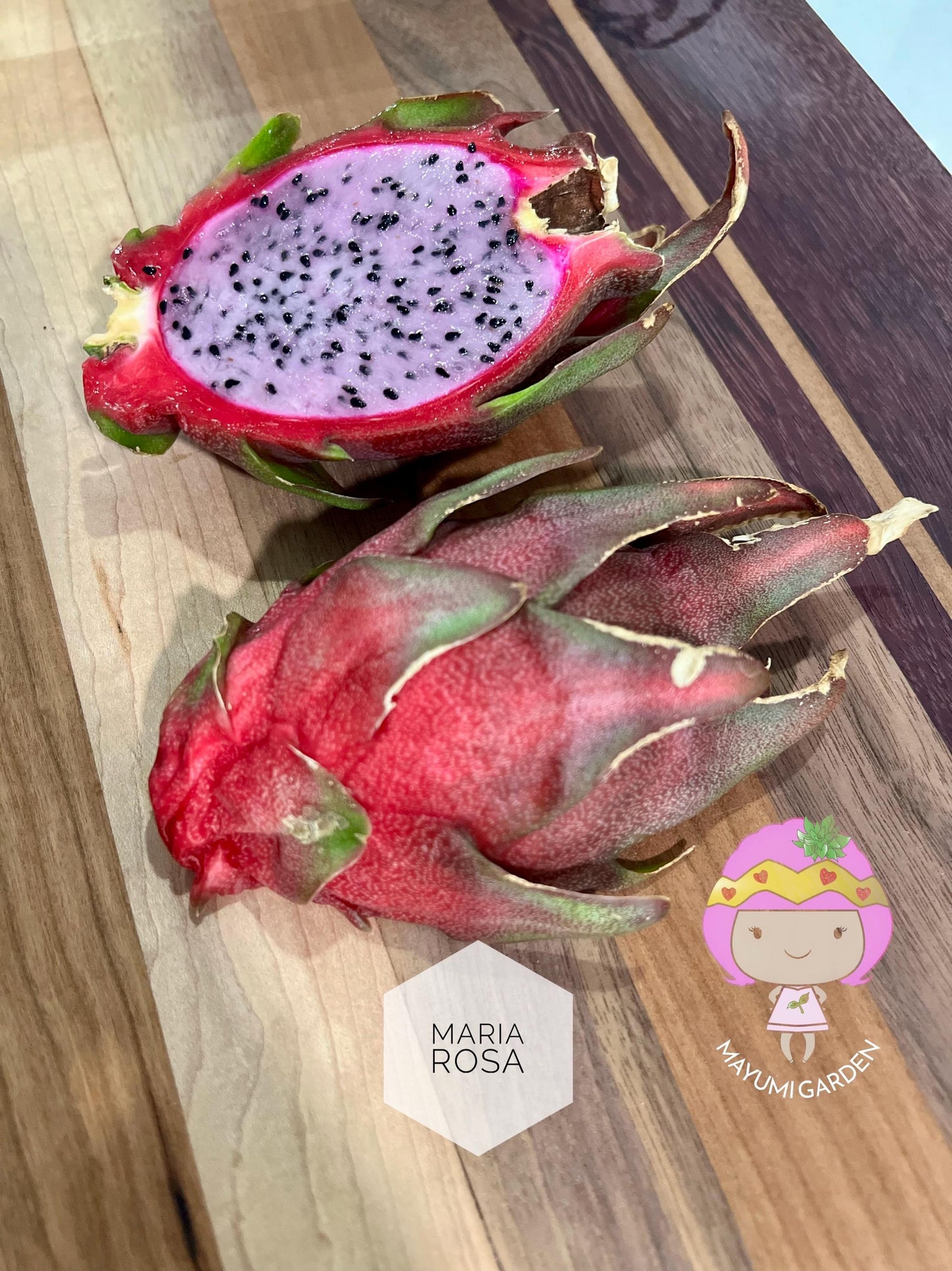 Maria Rosa dragon fruit cutting (12”)