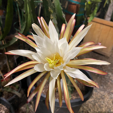 Asunta 5 Starburst Dragon Fruit live cuttings (TLM)