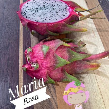 Maria Rosa dragon fruit cutting (12”)