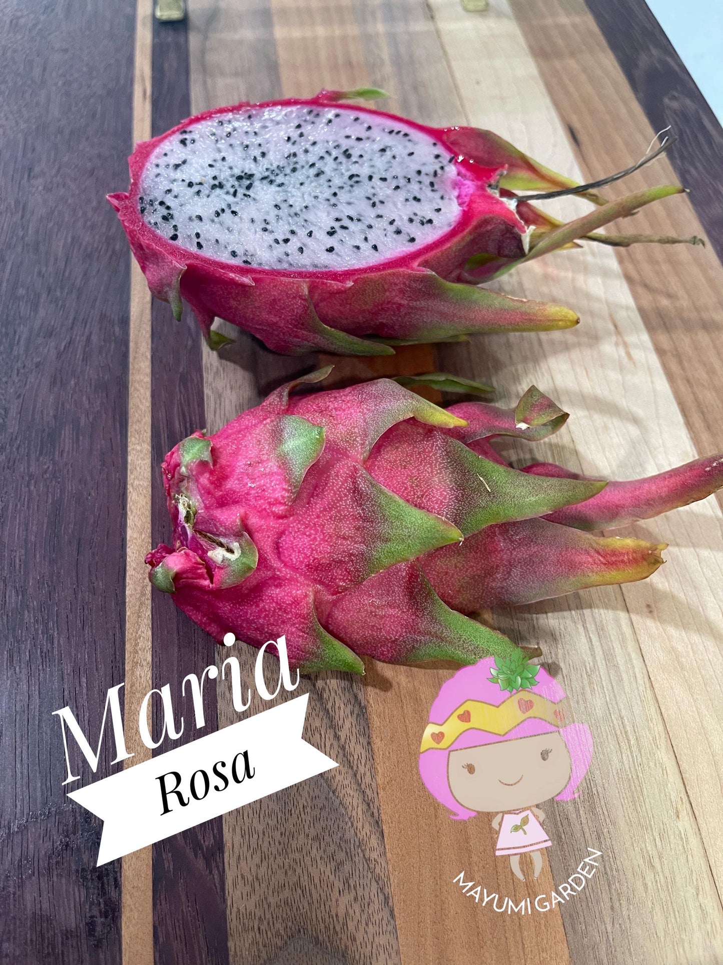 Maria Rosa dragon fruit cutting (12”)