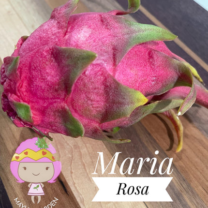 Maria Rosa dragon fruit cutting (12”)