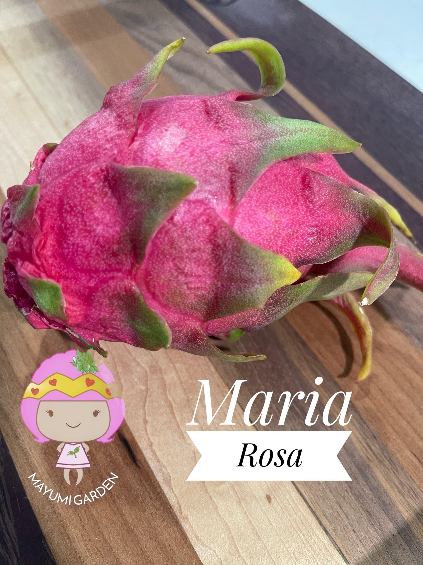 Maria Rosa dragon fruit cutting (12”)
