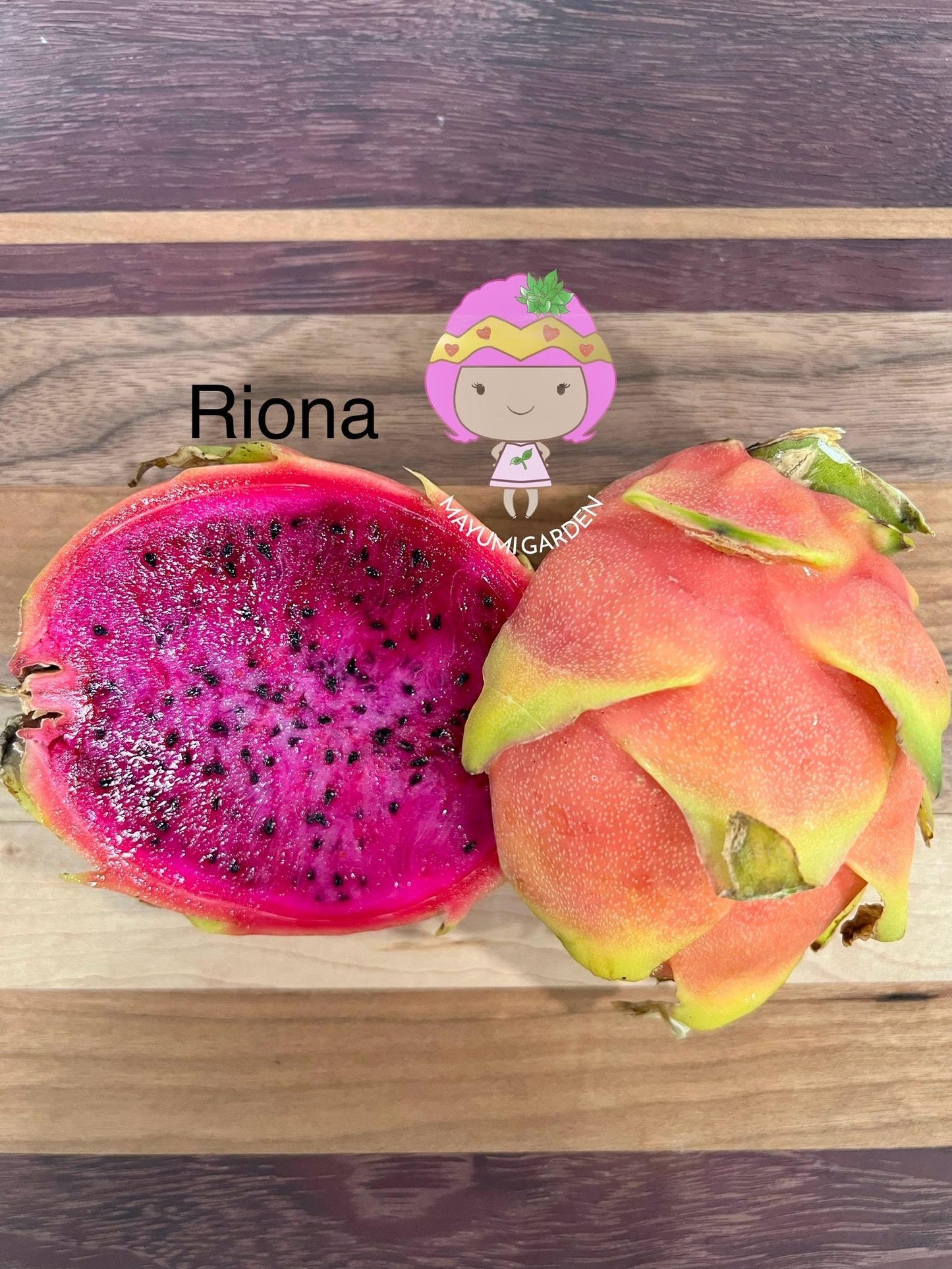 Riona (Don Burnett ‘s hybrid) grafted dragon fruit live plant (35-40” tall)