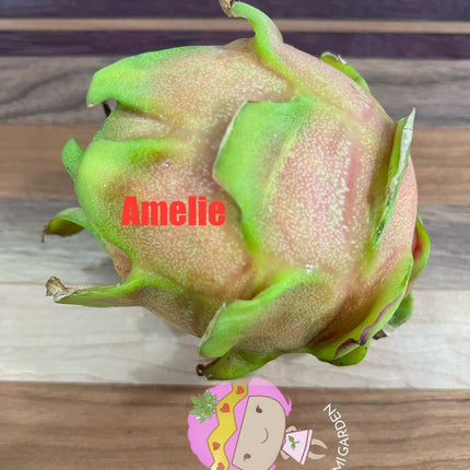 Amelie (Don Burnett ‘s hybrid) grafted dragon fruit live plant