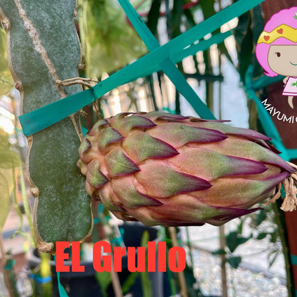 El Grullo Dragon Fruit cuttings 12"