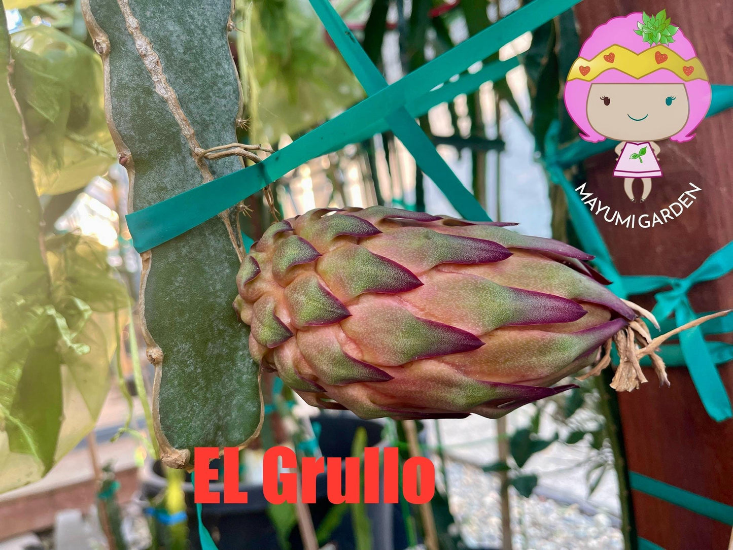 El Grullo Dragon Fruit cuttings 12"