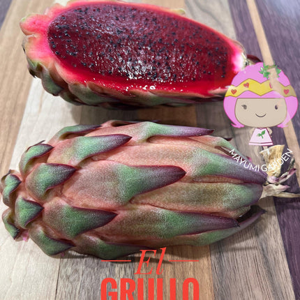 El Grullo Dragon Fruit cuttings 12"