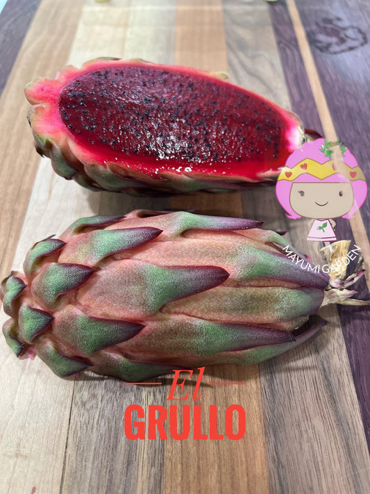 El Grullo Dragon Fruit cuttings 12"