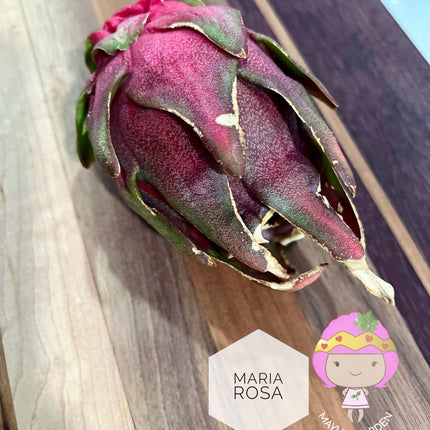 Maria Rosa dragon fruit cutting (12”)