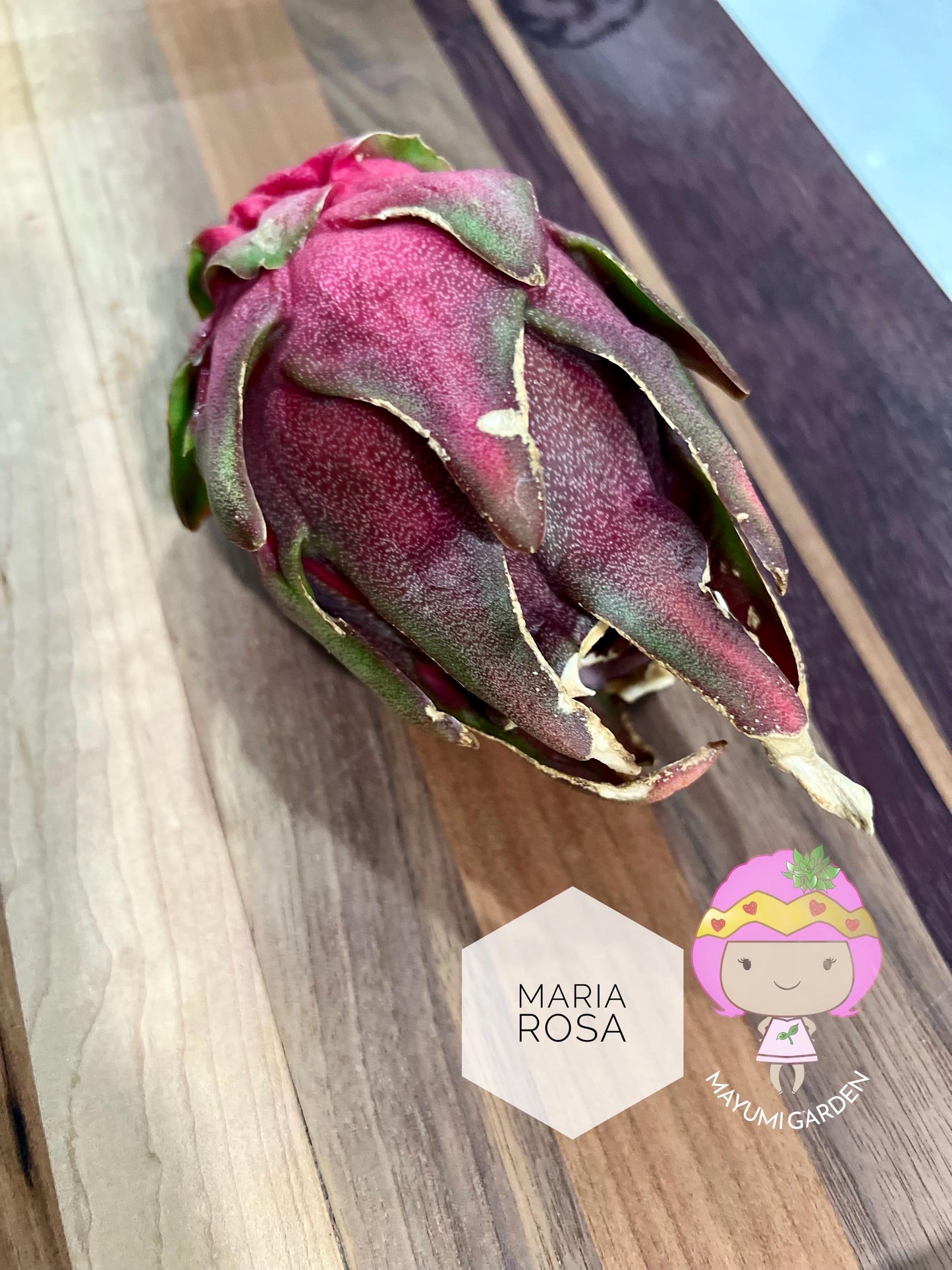 Maria Rosa dragon fruit cutting (12”)